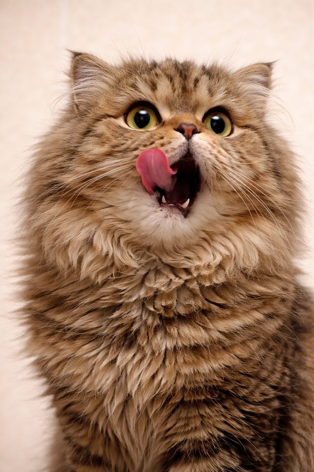 Happy cat licking its lips