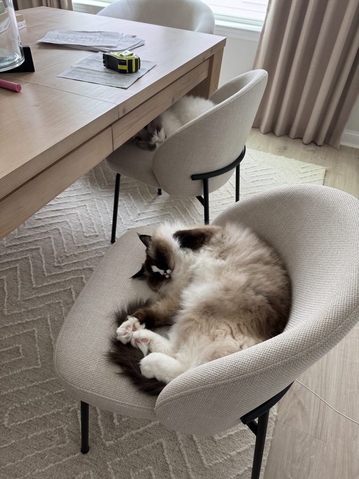 Poppy curled up napping in a dining chair