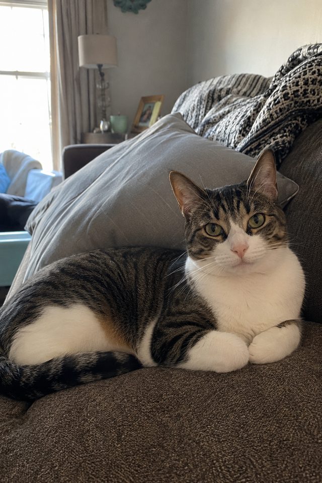 A healthy tabby-and-white cat lounging on a sofa